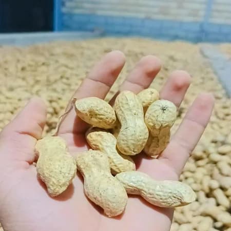 تصویر 2 از بادام زمینی تازه میان وعده ای خوش طعم